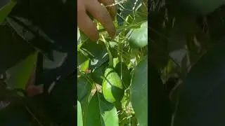 The Fuerte avocado🥑 #gardeningadvice#garden#gardeningtips#gardening#avocado