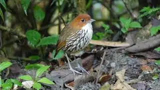 Four Antpittas Species at Rio Blanco Reserve, Colombia