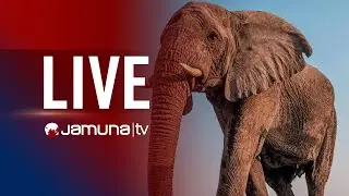 🛑 LIVE: বাঁচানো গেলো না ট্রেনের ধাক্কায় আহত হওয়া সিলেটের সেই হাতিকে