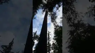 Worlds tallest Sugar Pine, Tiller OR, 2018 #wildfire #oregon #sugarpine