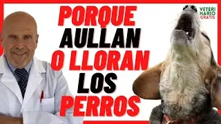Porque AÚLLAN o LLORAN los Perros Domésticos 🟣Por la Noche, en la Madrugada, Cuando Alguien Muere