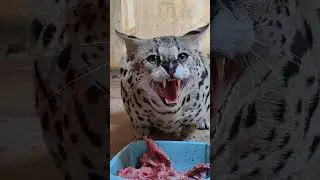 Большой сервал мяукает , The big serval meows. #cat #cute #каракет #caracal #serval #сервал #karaket