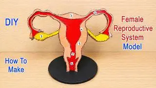 female reproductive system model(3D) making - diy - simple and easy steps | craftpiller @howtofunda