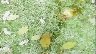 LIVE: Larva Moving Under the Microscope 🔬 | Hidden Life on FDE