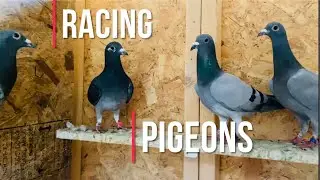 Racing pigeons loft renovations and update