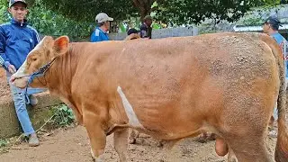16 juta✅️JOGROKAN SPEK QURBAN MURAH||jadi sasaran peternak pintar||pasar jatirogo