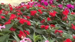 Sunpatiens - Southern Gardening TV - August 28, 2013