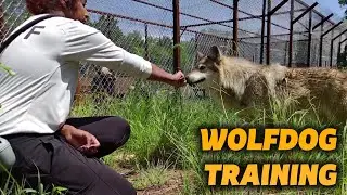 Wolfdog Training | Animal Care Chats
