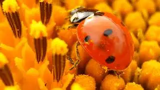 Relaxing music & video of ladybugs.