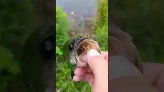 Fishing Underwater CASTLE! FISH CAUGHT!
