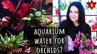 Aquarium Water for Orchids - Here's why I use it, but didn't before! 🐟