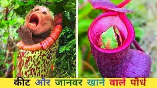 Top 5 Insect And Animal Eating Plants in The World🗺️|दुनिया में शीर्ष 5 कीट और जानवर खाने वाले पौधे|