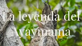 La Leyenda del Ayaymama | Mitos y Leyendas de la Amazonía Peruana 🦜