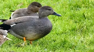 Krakeend (Gadwall)