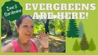 Evergreens are Here | Gardening Zone 8 | North Florida Garden | Vegetable and Garden Tour