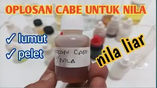 Oplosan cabe untuk nila liar #mancingnila