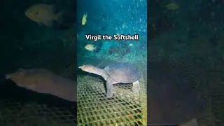 Blue Grotto&rsquo;s Mascot #turtle #scubadiving #cavediving #gopro #underwater #scuba #diving #short #fish