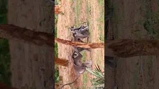 Grey langur🔥🔥 #hanumanlangur #greylangur #monkeylove