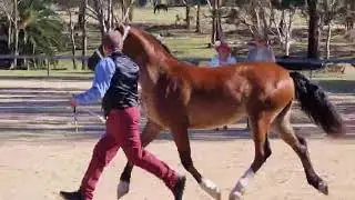 Lavuka Jacqueline 2 Yr old cob filly 