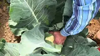 Farming without Borders