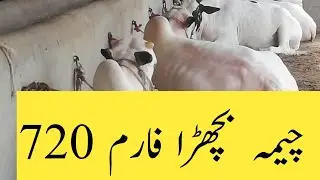 Bull farming for Eid/RAVI RUNG/ Rural bull farming/Protien farm/بچھڑا فارمنگ