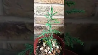 Italian Cypress Grown from Seed for 6 months 🌲