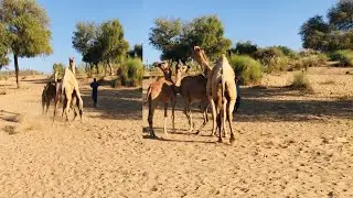 Camel Enjoying And Fun time Winter End season  | الاستمتاع بالجمل ووقت ممتع موسم نهاية الشتاء