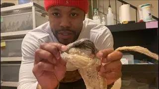 Easy indicator that your nailing your snakes husbandry