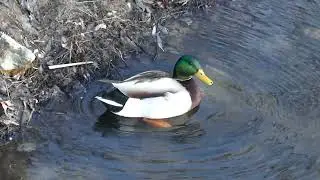 Mallard Duck with No Worries #duck #mallard #naturelover