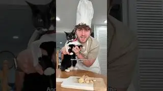 Почему моя кошка ест лучше меня&hellip;