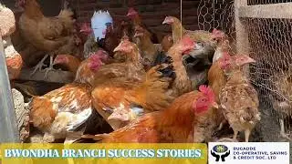 BUGADDE SACCO BWONDHA BRANCH SUCCESS STORY  Poultry farming