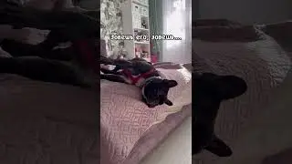 А мне два раза повторять не надо #дизель #собака #dog #frenchbulldog #французскийбульдог #дизелек