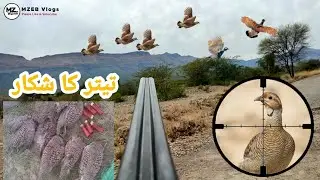 Teetar Ka Shikar (Partridge Hunting) Shotgun k sath || video 2022
