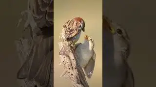 Cute bird #bird #birds #birdlovers #reel #reelsindia #shorts #shortvideo #trend #trending #vireels