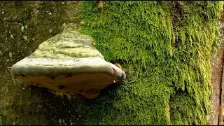 Joachimstal : Žof&iacute;nsk&yacute; prales - Dokumentarfilm 2011 (czech subtitles)