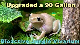 Upgraded a 90 Gallon Bioactive Jungle Vivarium