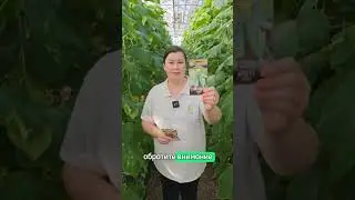 Топ-3 вкусных гибрида огурцов! Самые вкусные огурцы для маринования и консервирования.