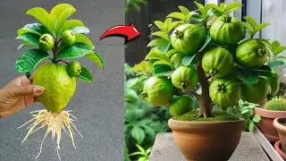 LIVE🔴🌿Best method to grow Guava, Mango, Banana, Lemon , Orange,  etc #livestream #live