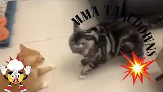 Top 11 Cat MMA takedowns Video