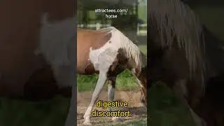 How to Detect Health Issues in Horses by Observing Manure Color and Texture