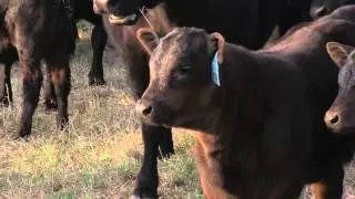 Missouri Cattlemen's Association: Paul Gibbs