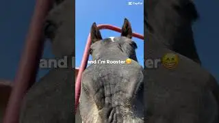 BIG BUTSS