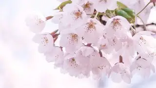 Utsugi-Harukanade