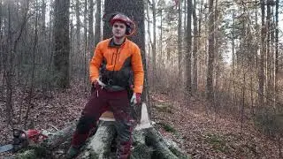 Motormanuelle Starkholzernte mit einem mechanischen Fällkeil