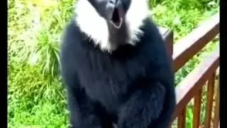 Voice of ➡ langur