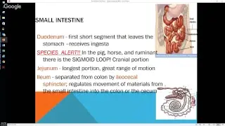 Comparative Anatomy and Physiology of the GI System