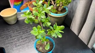Repotting a Jade Plant
