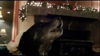 Amazing Cat and Dogs Sing Silent Night