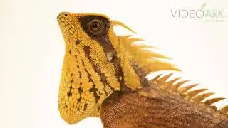 A male Natalia's mountain horned lizard (Acanthosaura nataliae) at Iguanaland in Florida.