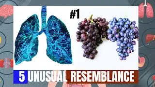 Nature's  Healing Foods | 5 Fruits for Organ Health